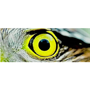 Hawk eyes